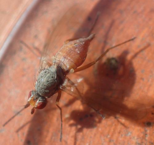 Réf. 181 103 : Tephrochlamys rufiventris